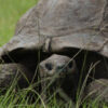 votedean 2603026 tortue
