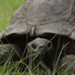 votedean 2603026 tortue